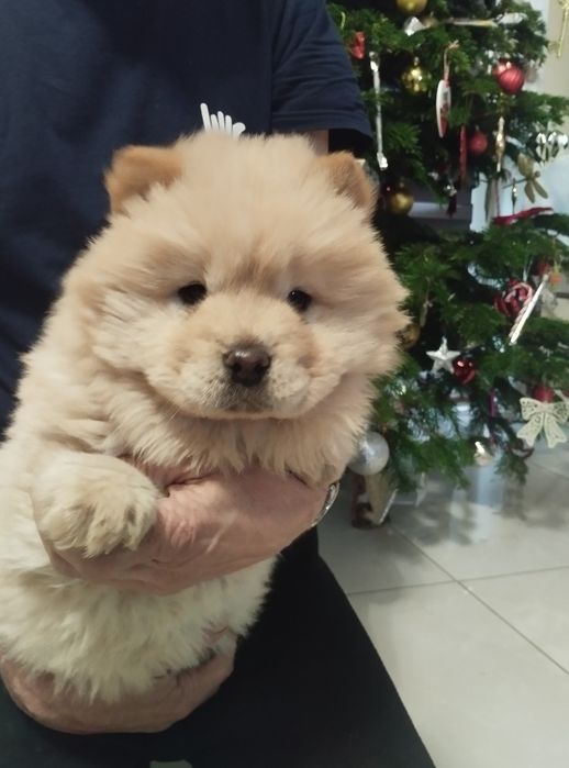 Chow Chow szczeniak