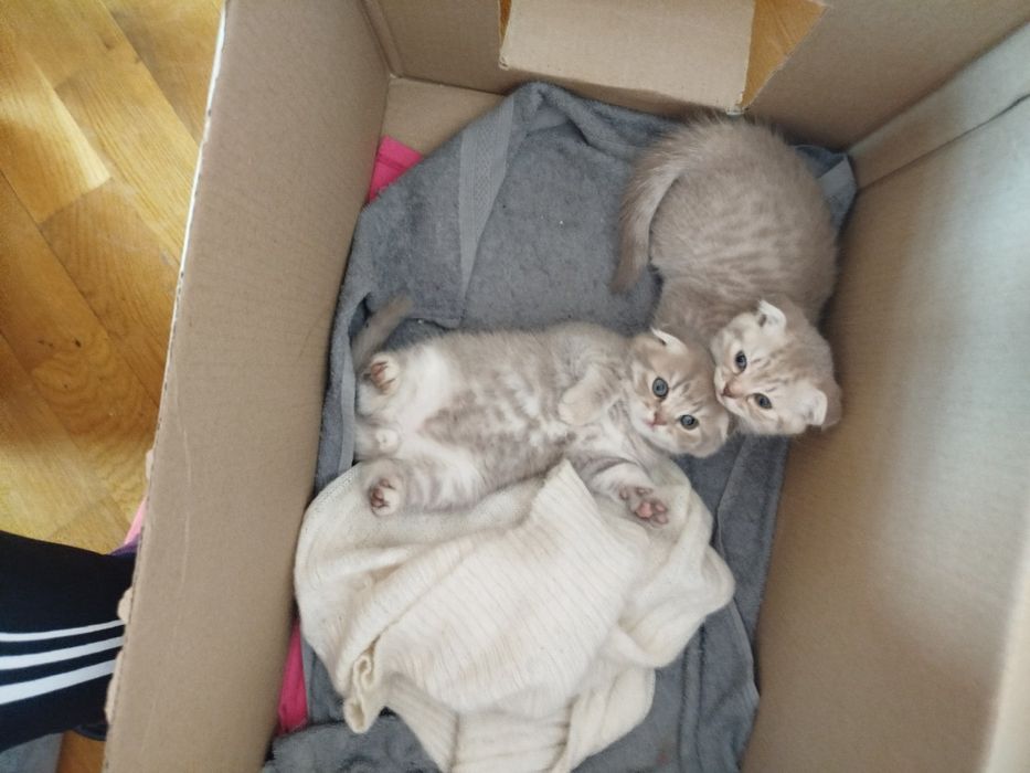 Шотландські висловухі кошенята