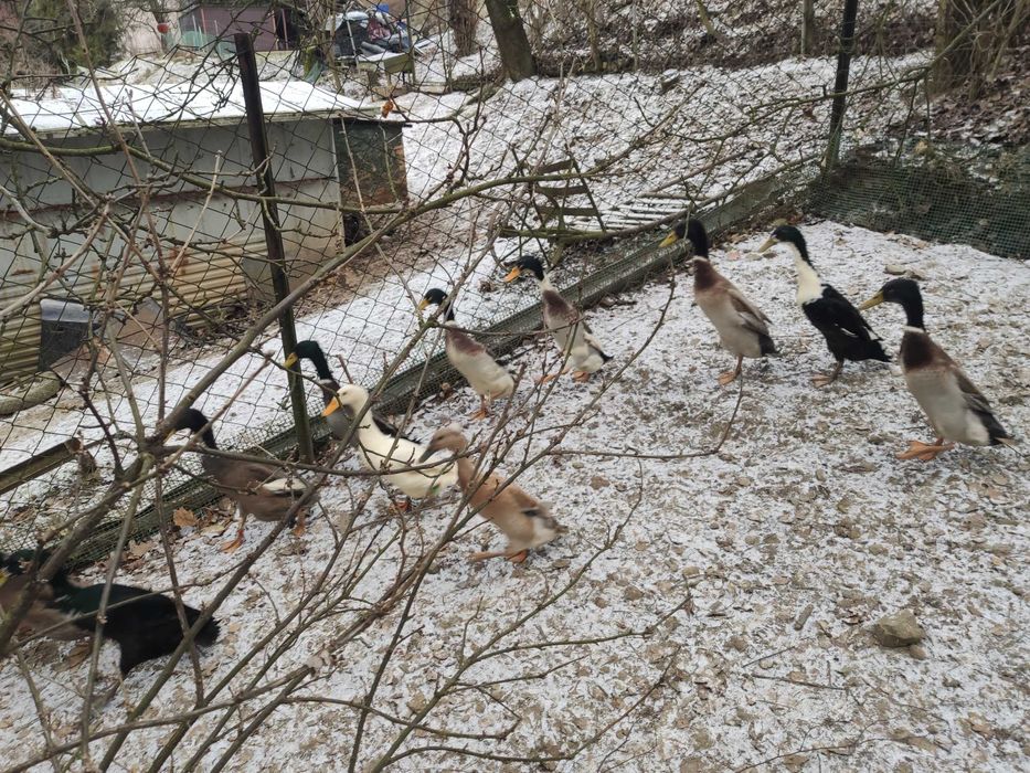 Sprzedam kaczora biegusa ,kaczka biegus różne barwy ptaków