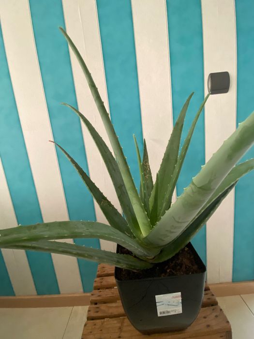 Aloé Vera xarope cato