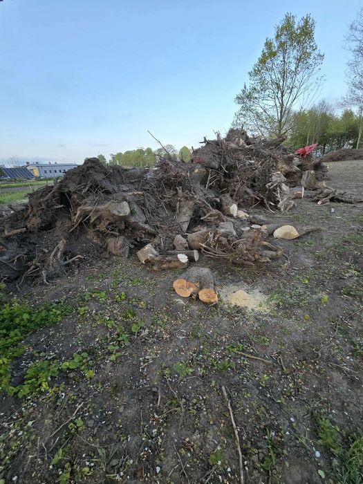 Oddam za darmo korzenie