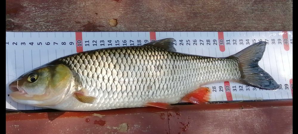 Miarka wędkarska MATOMIARKA 130cm MIARKOMATA mata do ryb