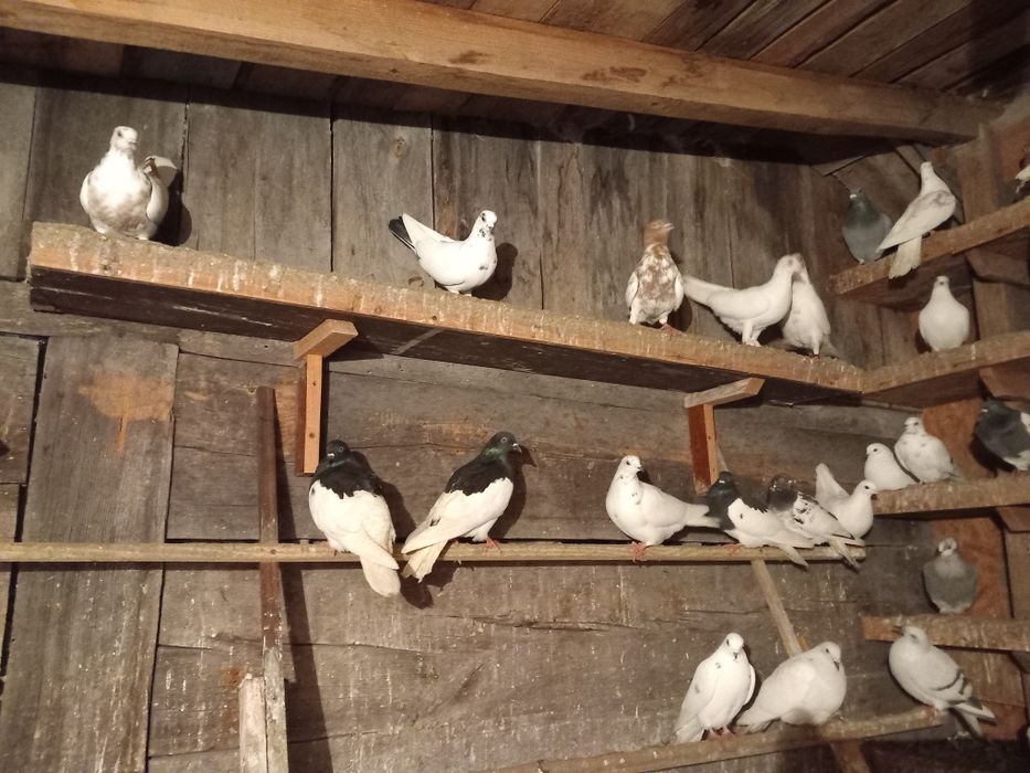 Sprzedam gołębie widoczne na zdjęciach