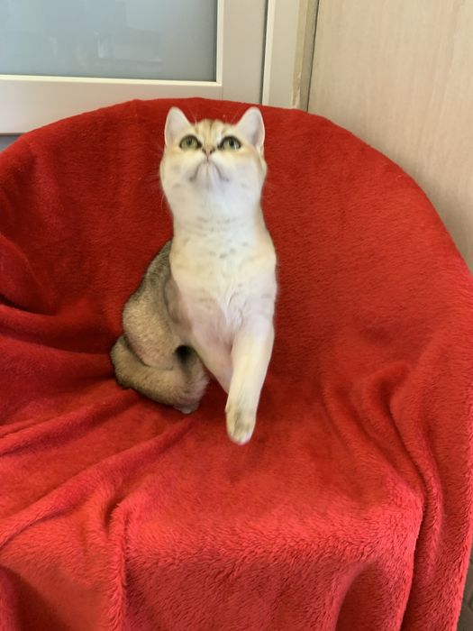 Дівчинка золота шиншила  підрощена !