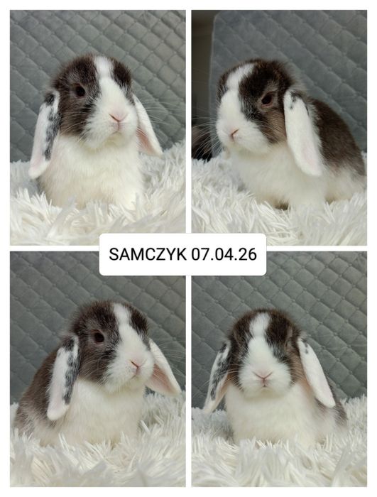 Królik miniaturka minilop mini lop