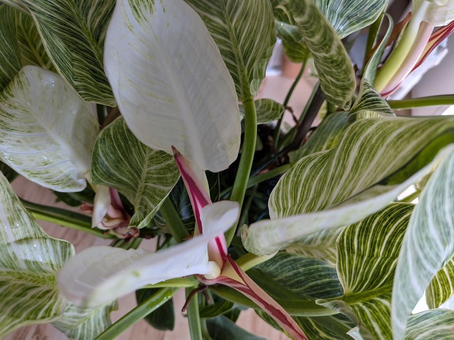 Filodendron ,,Birkin"