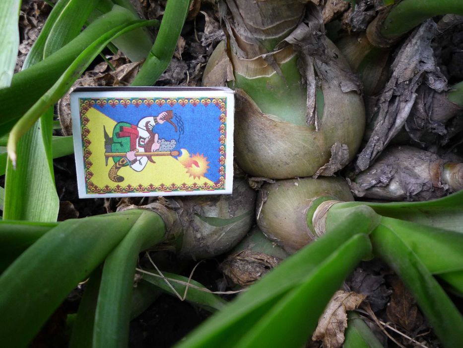 Цибуля індійська.Лук Индийский