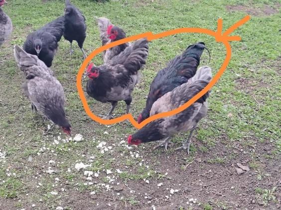 koguty rasy australorp
