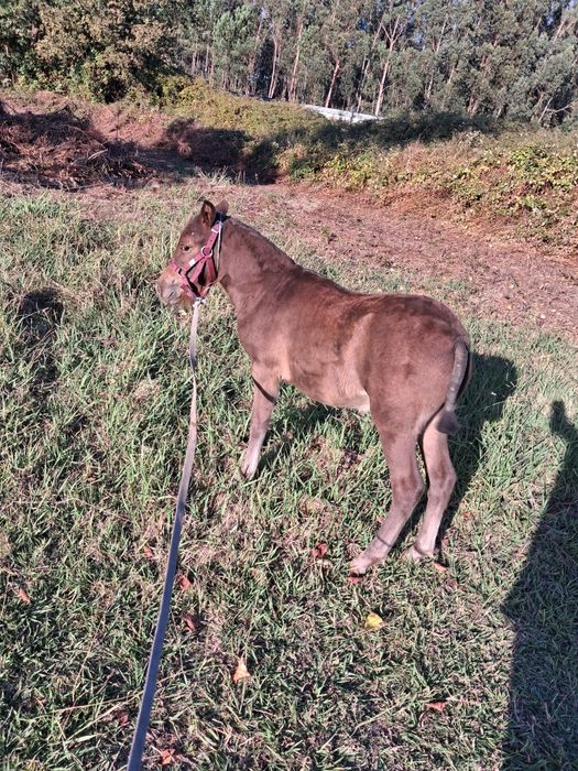 Ponei macho cinco meses