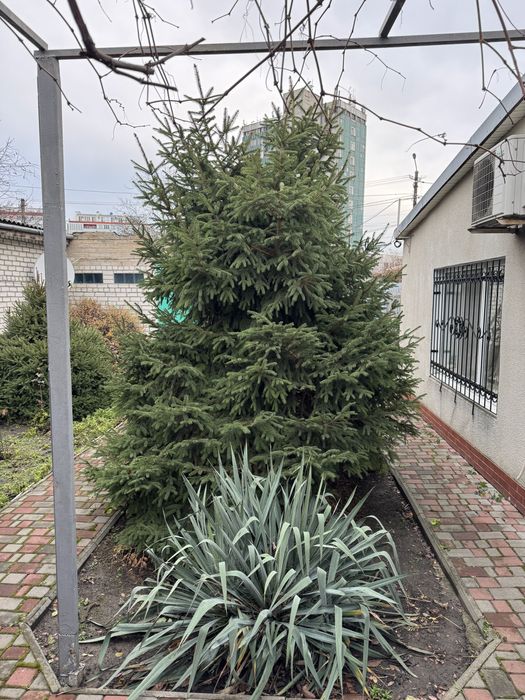 Ель живая ! Приходи выруби на праздник