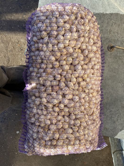 Лук-севок штутгард , ред барон , сноубол , дельфин , венгерка ОПТ