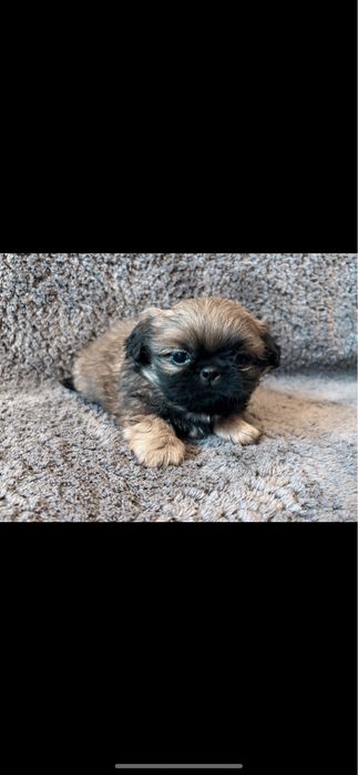 Pakińczyk miniturka