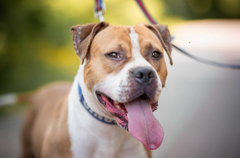 Odebrana z okropnych warunków pitbullka Ginger szuka domu