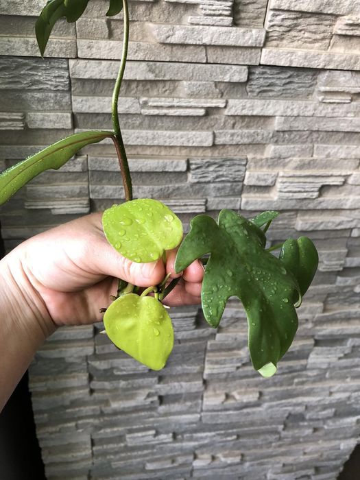 Продам красивый набор филодендронов либо по отдельности)!