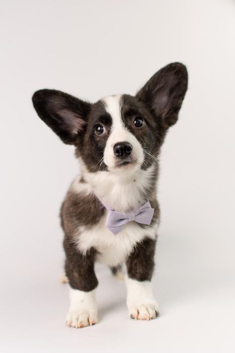Szczeniak Welsh Corgi Cardigan – pręgowana dziewczynka