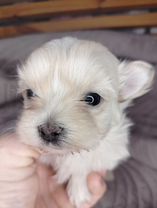 Yorkshire Terrier, xxs, Golddust, piesek