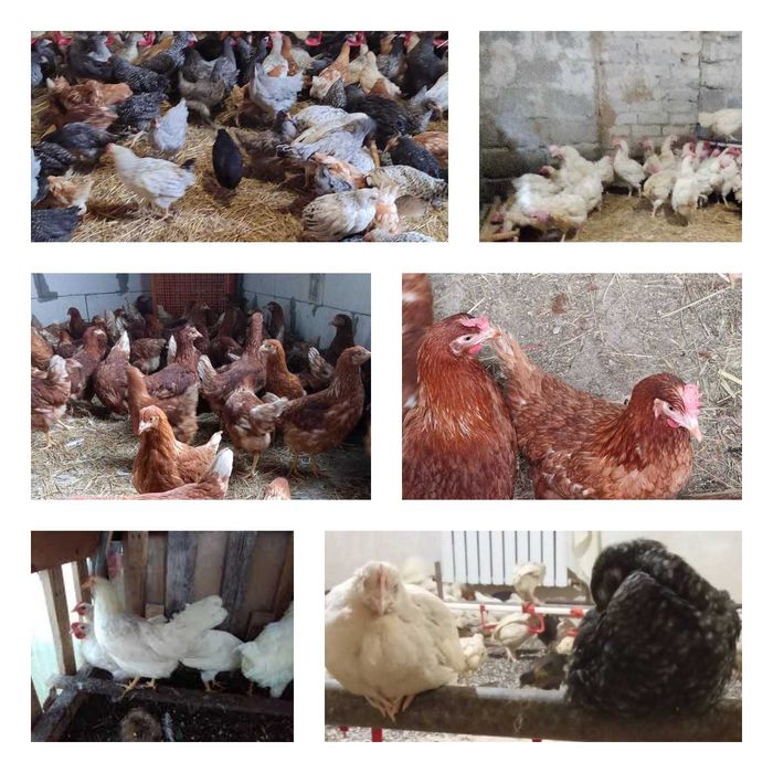 Продам кури несушки! Доставка безкоштовна. Добропілля!