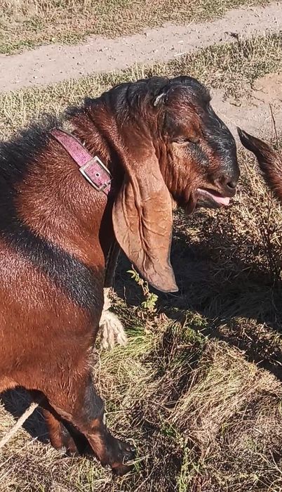 Продам цапа, козу  Нубійця 100%, в'язка.