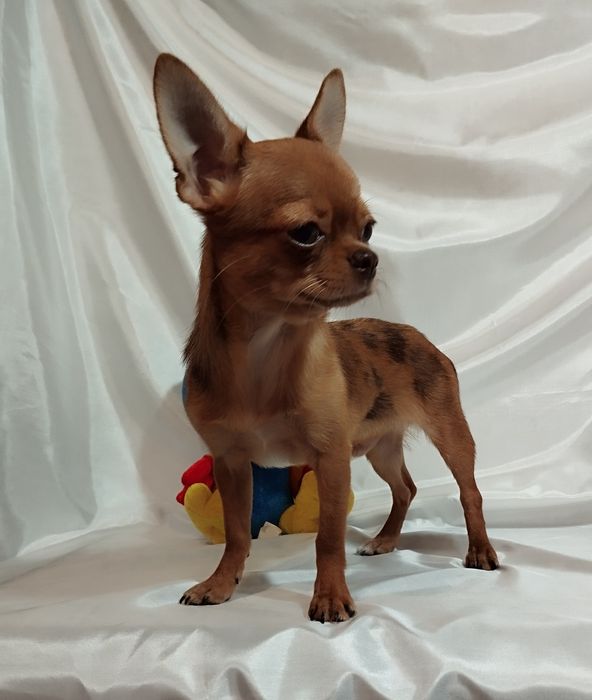 Подрощенный шоколадный мальчик  развязан.