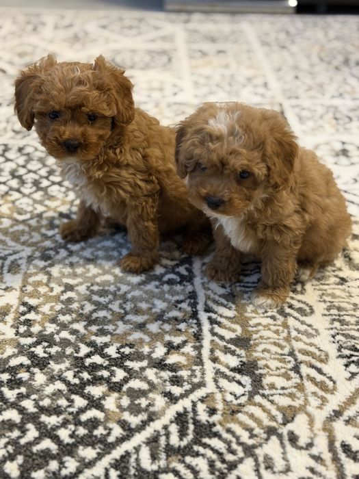 Cavapoo  piesek certyfikat