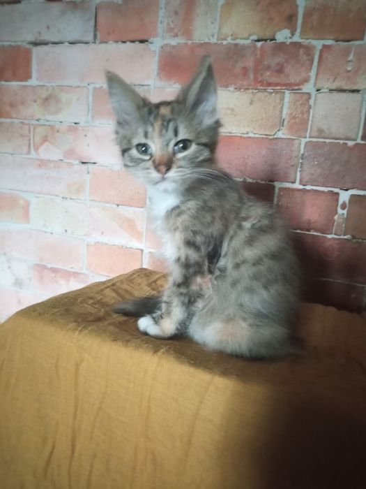 Безкоштовно кошеня кішка