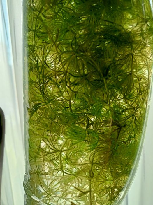 Rogatek, roślina pływająca do akwarium.