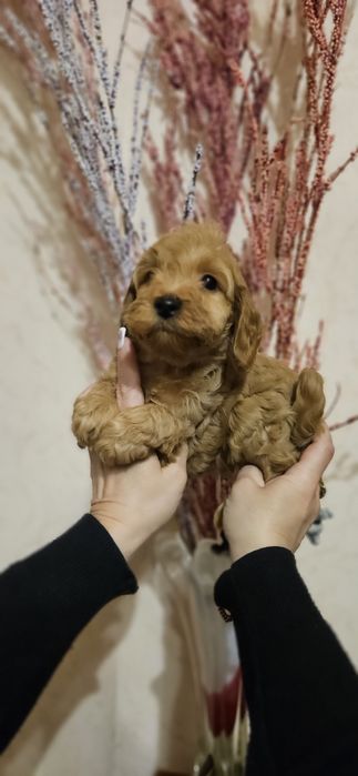 Мальчишки мальтипушки