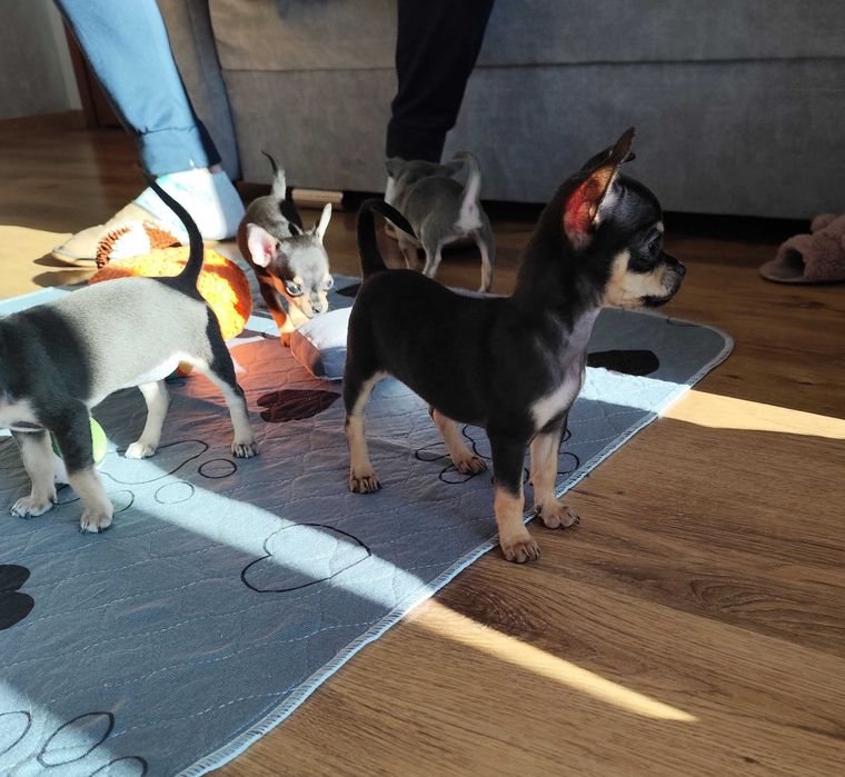 Chihuahua dziewczynka