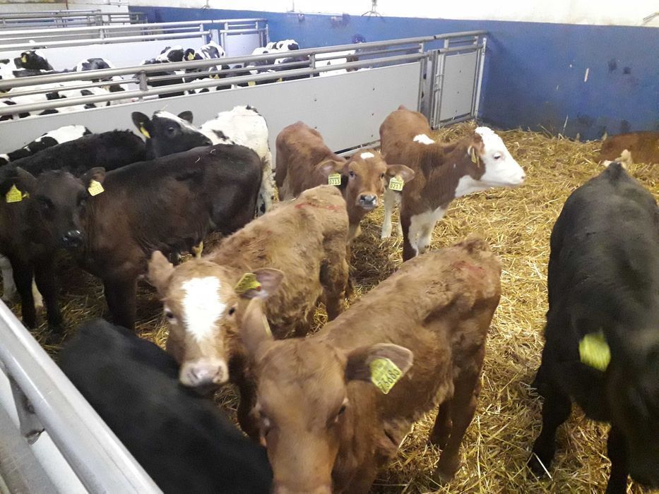 Cielęta mięsne  Simental, startery, odsadki, samodzielne, na mleko