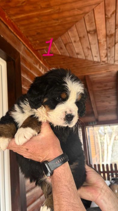 Nasz Berneński Pies Pasterski !