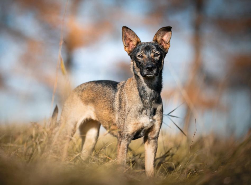 Cudna młoda sunia w typie owczarka malinois.