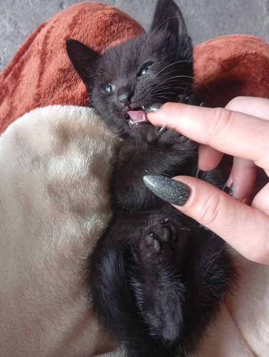 Отдам котят в добрые и заботливые руки