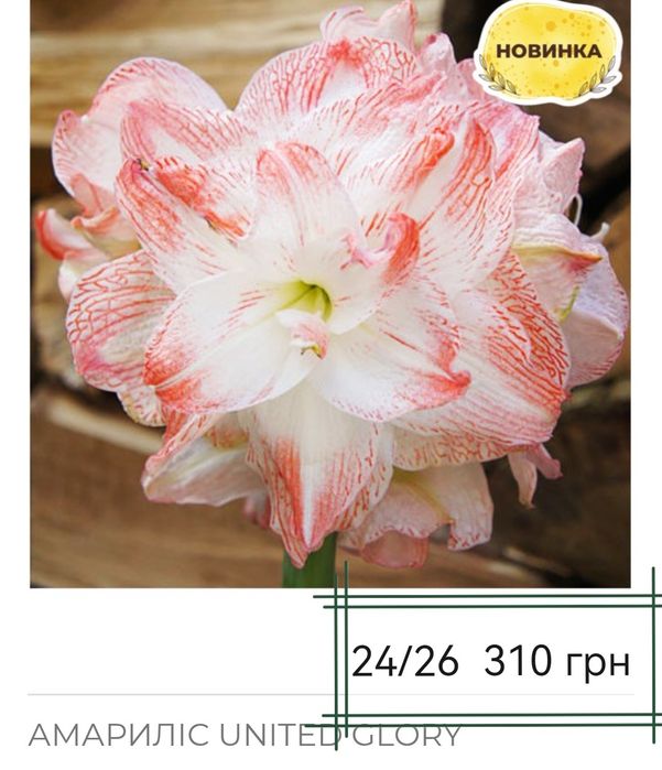 Гиппеаструм, Амариліс