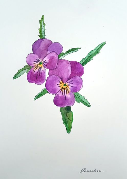 Akwarela obrazek kwiaty bratki