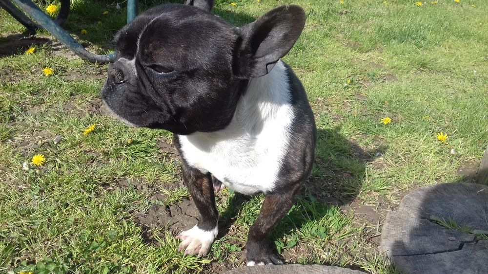 Продається  французький бульдог