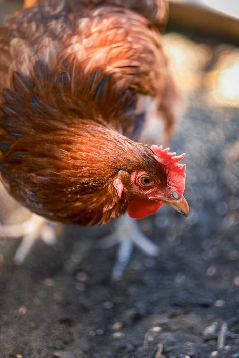 Młode kury nioski ROSA - 14-22 tygodnie