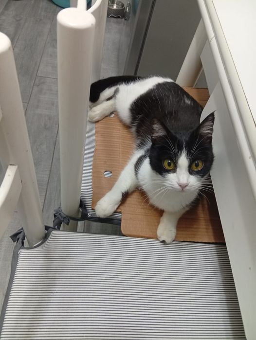 Gatinha 2  anos muito meiga castrada