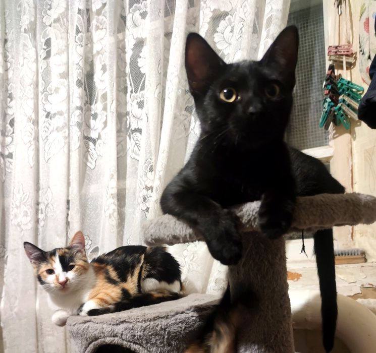 Отдам_ котята_ кошки_ в хорошие руки