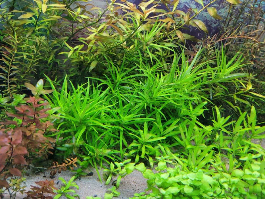 Roślina akwariowa HETERANTHERA zosterifolia