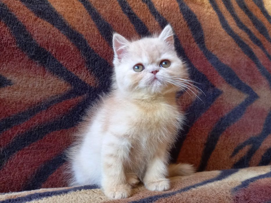 Экзотический короткошерстный