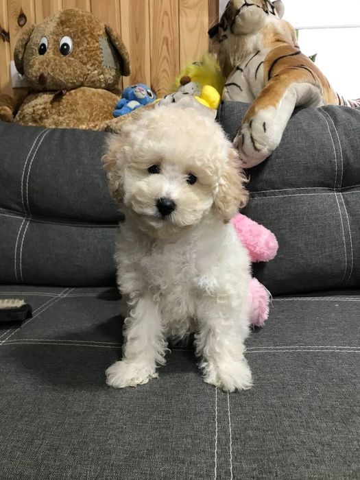 Той пудель срочно