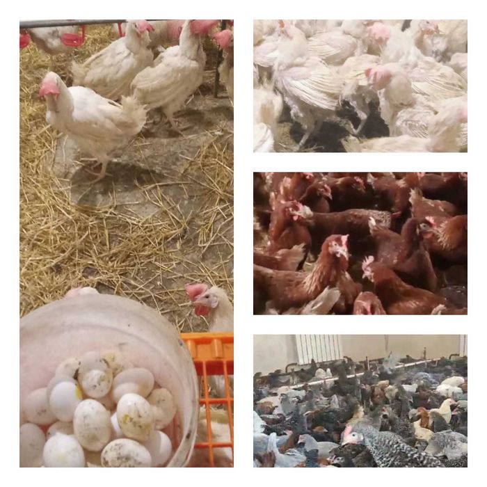 Продам кури несушки! Доставка безкоштовна. Гадяч!
