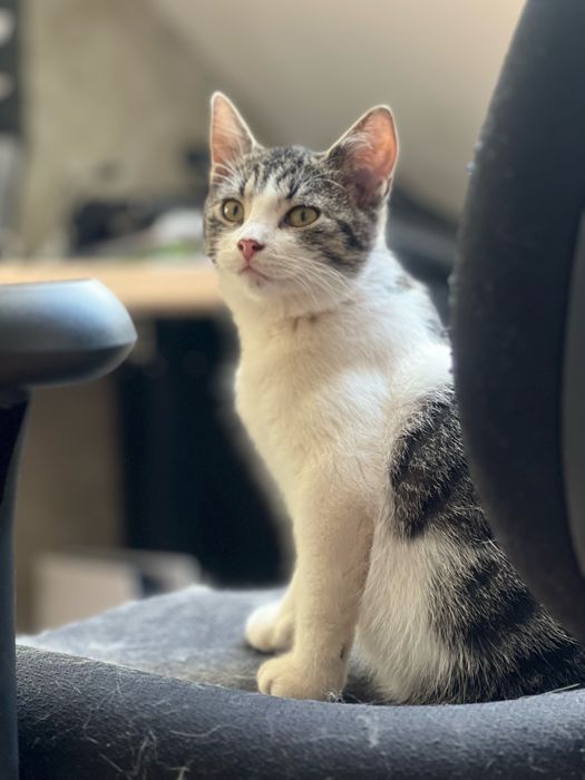 Młodziutka kotka Zorza