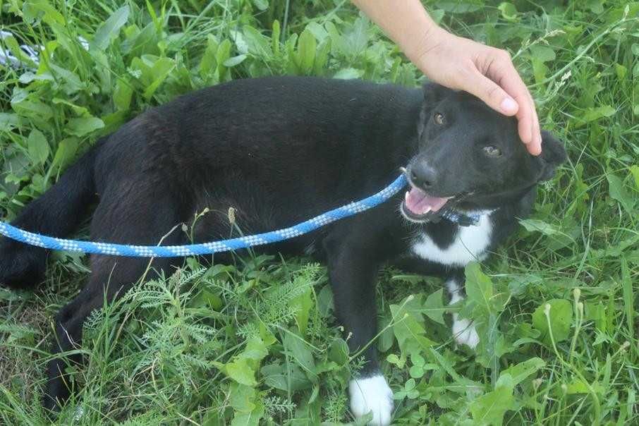 587350 Czika do adopcji