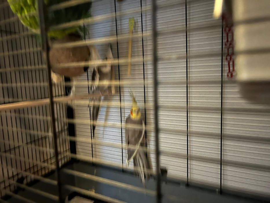 Papugi Nimfy parka papuga Nimfa