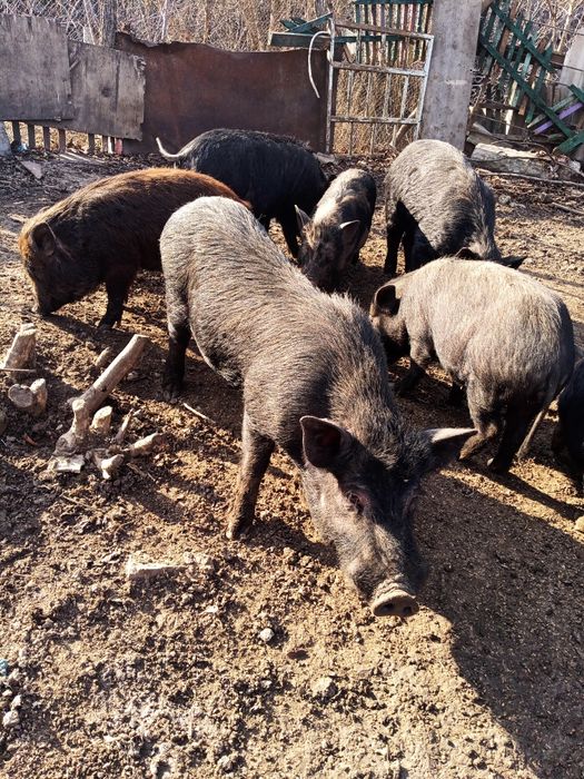 В'єтнамські свині