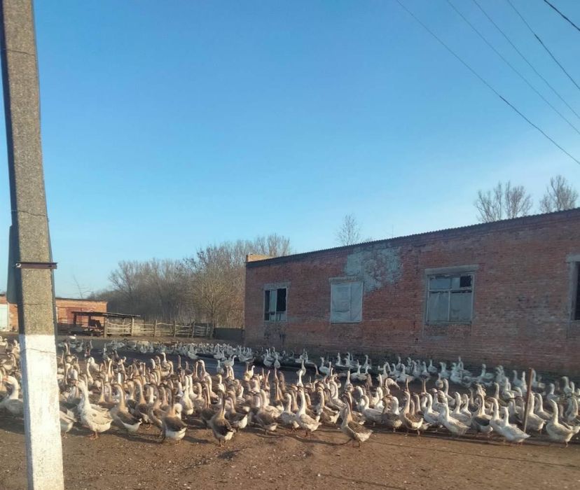 Інкубаційні гусині яйця