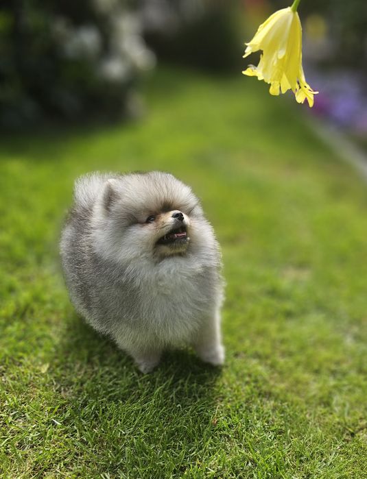 Szpic miniaturowy pomeranian sunia