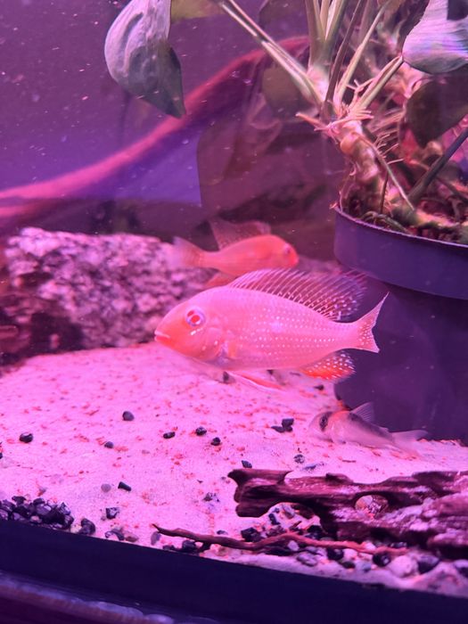 Ziemiojad heckeli red albino