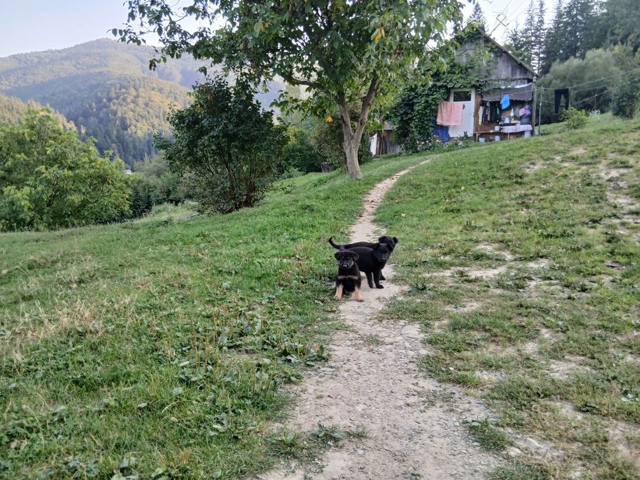 Продаються чистокровні песики